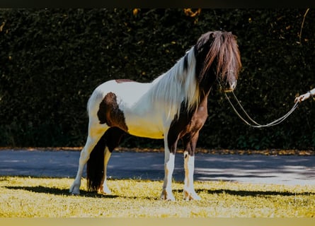 Islandais, Jument, 6 Ans, Pinto