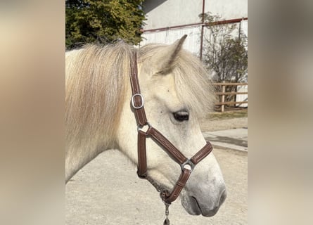 Islandais, Jument, 7 Ans, 136 cm