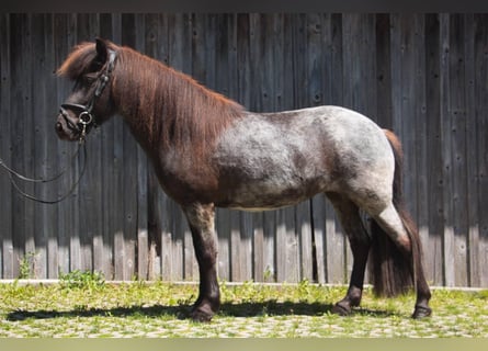 Islandais, Jument, 7 Ans, 138 cm, Noir