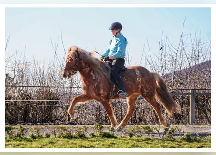 Islandais, Jument, 7 Ans, 138 cm, Rouan Rouge