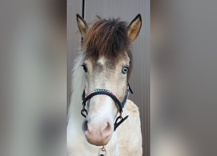 Islandais, Jument, 7 Ans, 140 cm, Pinto
