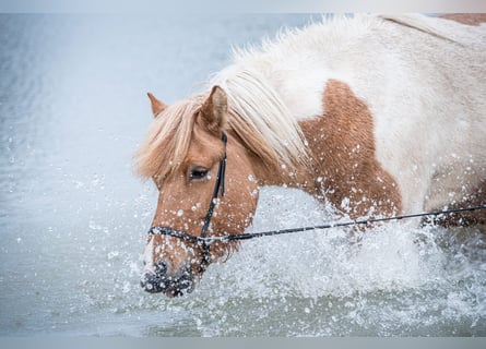 Islandais, Jument, 7 Ans, 142 cm, Pinto