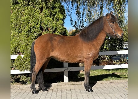 Islandais, Jument, 7 Ans, 144 cm, Bai