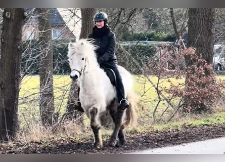 Islandais, Jument, 8 Ans, 140 cm, Gris