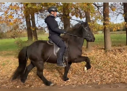 Islandais, Jument, 8 Ans, 140 cm, Noir