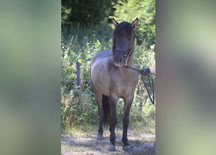 Islandais, Jument, 8 Ans, 141 cm, Isabelle