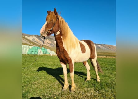 Islandais, Jument, 8 Ans, 141 cm, Pinto