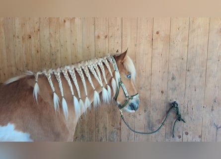 Islandais, Jument, 8 Ans, 142 cm, Pinto