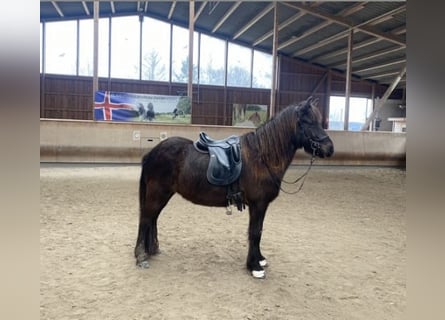 Islandais, Jument, 8 Ans, 143 cm, Noir