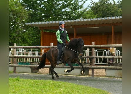 Islandais, Jument, 8 Ans, 145 cm, Bai