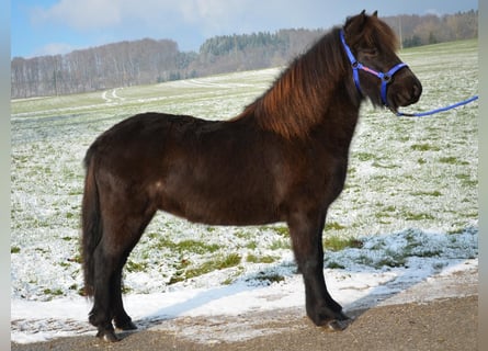 Islandais, Jument, 8 Ans, Noir