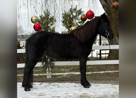 Islandais, Jument, 9 Ans, 133 cm, Noir