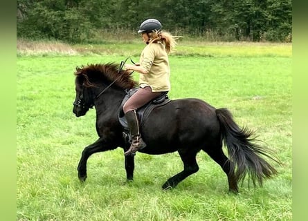 Islandais, Jument, 9 Ans, 134 cm, Noir