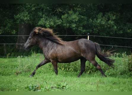 Islandais, Jument, 9 Ans, 140 cm, Bai