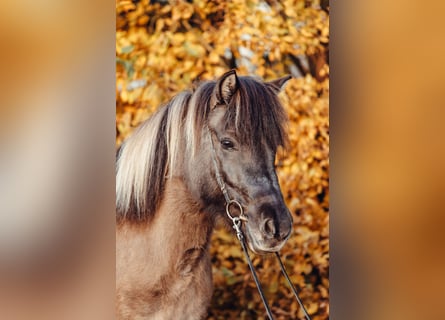 Islandais, Jument, 9 Ans, 143 cm, Isabelle