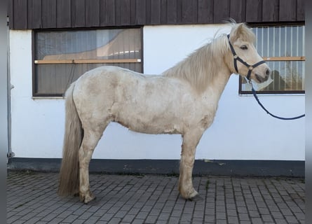Islandais, Jument, 9 Ans, 144 cm, Palomino