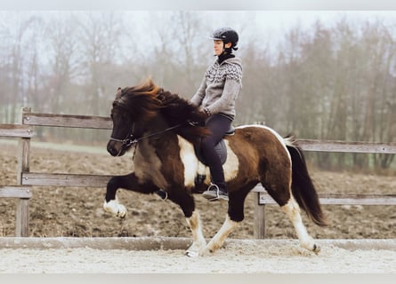 Islandais, Jument, 9 Ans, 146 cm, Pinto