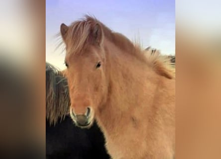 Islandais, Jument, 9 Ans, Isabelle