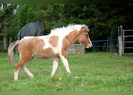 Islandais, Jument, Poulain (01/2024), 139 cm, Tobiano-toutes couleurs