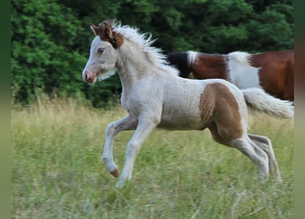 Islandais, Jument, Poulain (05/2025), 140 cm, Pinto
