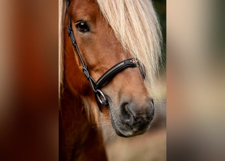 Islandpferd, Hengst, 11 Jahre, 141 cm, Fuchs