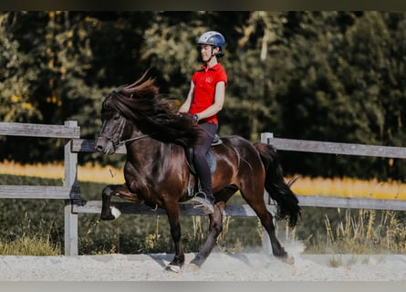 Islandpferd, Hengst, 11 Jahre, 145 cm, Rappe
