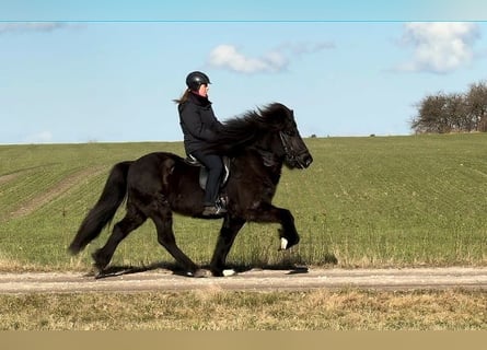 Islandpferd, Hengst, 11 Jahre, 147 cm, Rappe