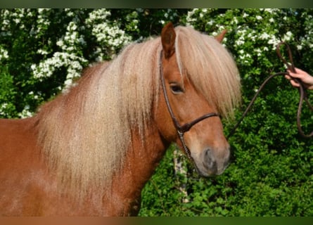Islandpferd, Hengst, 12 Jahre, Fuchs
