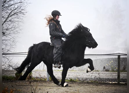 Islandpferd, Hengst, 14 Jahre, 140 cm, Rappe
