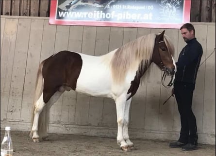 Islandpferd, Hengst, 16 Jahre, 149 cm, Schecke