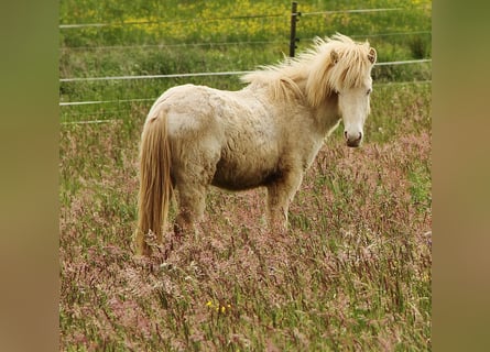 Islandpferd, Hengst, 1 Jahr, 142 cm, Perlino
