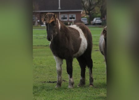 Islandpferd, Hengst, 1 Jahr, 145 cm, Schecke