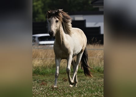 Islandpferd, Hengst, 1 Jahr, 145 cm, Schecke