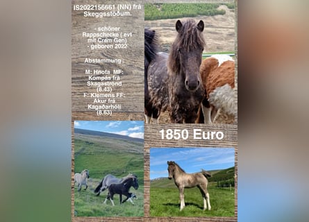 Islandpferd, Hengst, 1 Jahr
