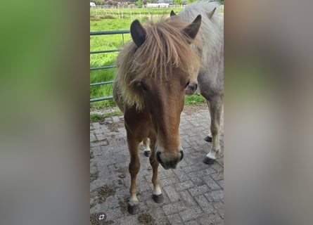 Islandpferd, Hengst, 1 Jahr, Fuchs