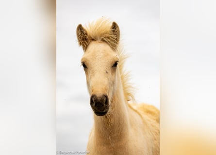 Islandpferd, Hengst, 1 Jahr, Palomino