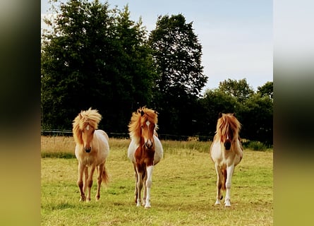 Islandpferd, Hengst, 1 Jahr, Red Dun