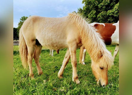 Islandpferd, Hengst, 1 Jahr, Red Dun