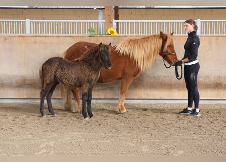 Islandpferd, Hengst, 2 Jahre, 140 cm, Rappe