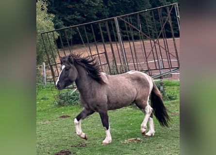 Islandpferd, Hengst, 2 Jahre, 144 cm, Schecke
