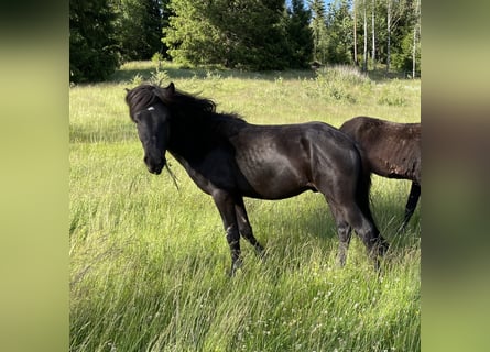 Islandpferd, Hengst, 2 Jahre, 145 cm, Rappe