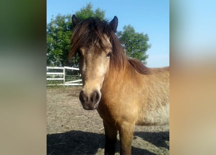 Islandpferd, Hengst, 2 Jahre