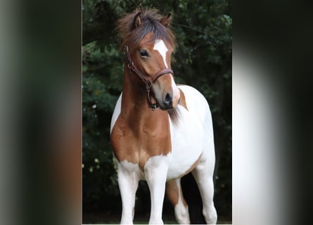 Islandpferd, Hengst, 2 Jahre, Schecke