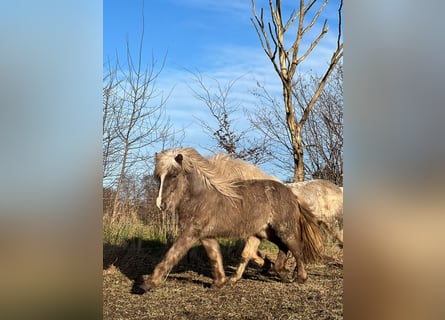 Islandpferd, Hengst, 3 Jahre, 137 cm