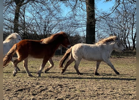 Islandpferd, Hengst, 3 Jahre, 139 cm