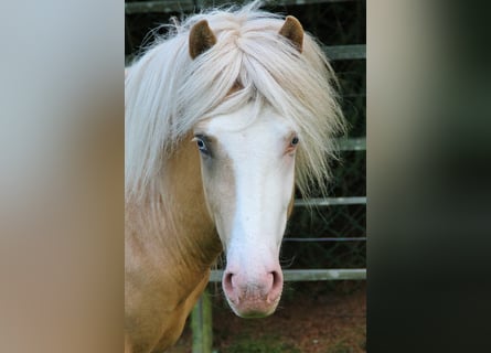 Islandpferd, Hengst, 3 Jahre, 139 cm, Palomino
