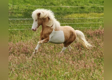 Islandpferd, Hengst, 3 Jahre, 139 cm, Palomino