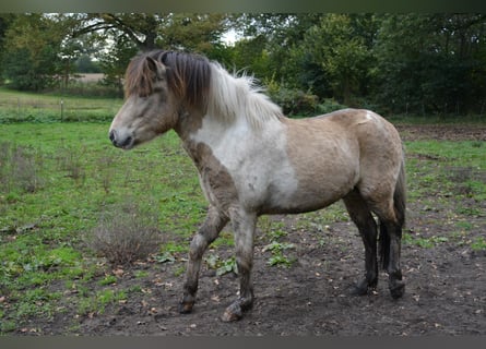 Islandpferd, Hengst, 3 Jahre, 139 cm