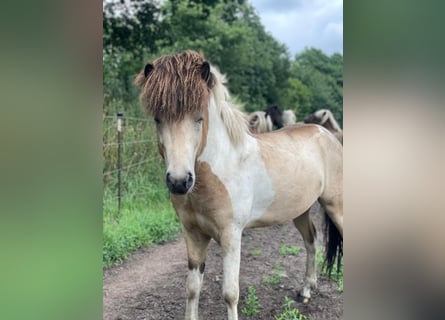 Islandpferd, Hengst, 3 Jahre, 139 cm