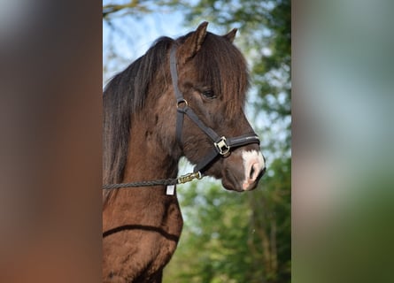 Islandpferd, Hengst, 3 Jahre, 140 cm